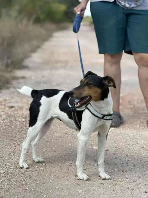 Charmante Hundedame sucht Endzuhause Bild 5