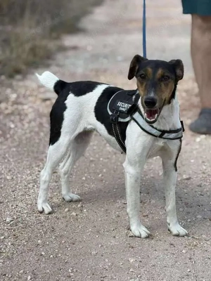 Charmante Hundedame sucht Endzuhause