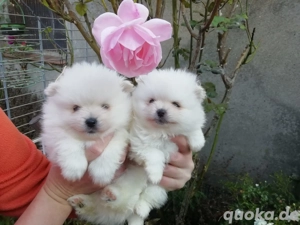 Pomeranian Zwergspitz Welpen 