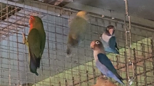 Russköpfchen, Pfirsichköpfchen, Agaporniden, Unzertrennliche Bild 2