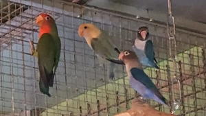 Russköpfchen, Pfirsichköpfchen, Agaporniden, Unzertrennliche Bild 3