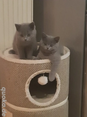 3 BKH Kater blau