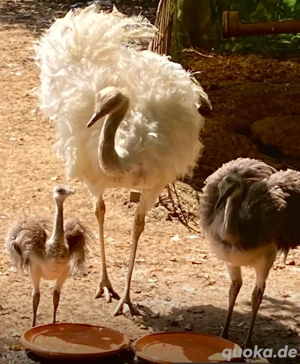 Nandu Jungtiere 