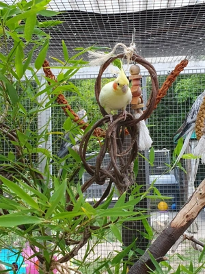 Biete Katharinasittichen liebevolles Zuhause in Außenvoliere mit beheizbarem Schutzhaus 