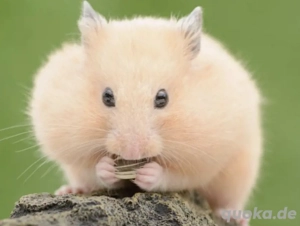 Hamster Babys Gesucht