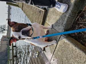 Old englische Bulldogge mix 