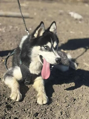 Monty, super Typ sucht neuen Wirkungskreis
