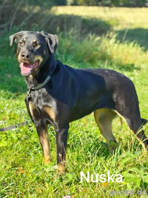 Groß, hübsch und ein Goldschatz. Nuska ist absolut unkompliziert *in einer Pflegefamilie*