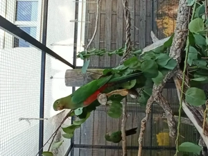 2,0 Australische Königssittiche aus 2025  Bild 4