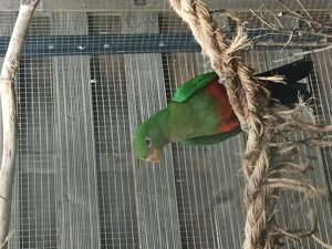 2,0 Australische Königssittiche aus 2025  Bild 2