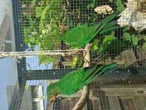 2,0 Australische Königssittiche aus 2025 