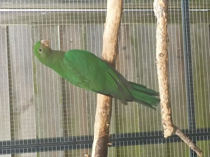 2,0 Australische Königssittiche aus 2025  Bild 3