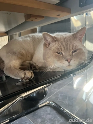 BKH Blue point deckkater