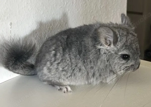 Chinchilla Angora Weibchen RPA Standard 100% BDT 100% ST evt AVT