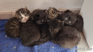 Sibirische katze Neva Masquerade 