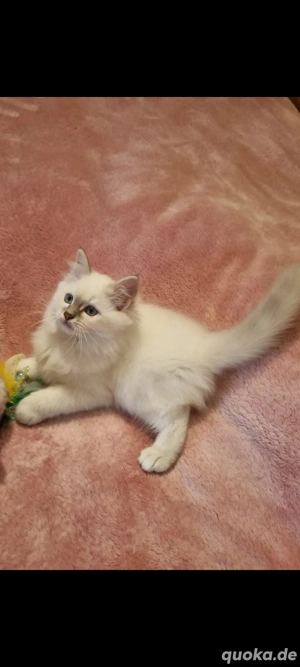 Heilige Birma Kitten