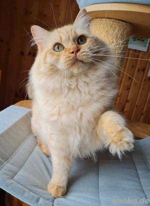 Ragdollkastrat sucht neues Personal 