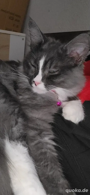 nur noch letzte maincoon weibchen     Bild 5