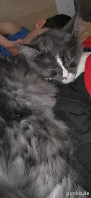 nur noch letzte maincoon weibchen     Bild 4