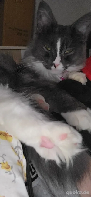 nur noch letzte maincoon weibchen     Bild 7