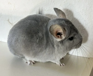 Blue Diamond Angorträger RPAT Weibchen 100 % ST und AVT