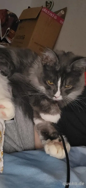 nur noch letzte maincoon weibchen     Bild 8