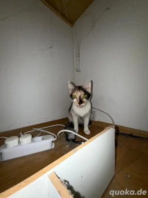 2 Kleine Katzen Abzugeben