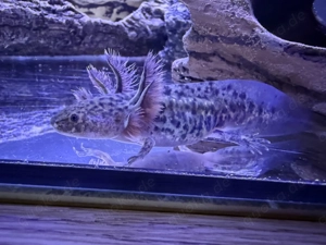 Axolotl Jungtiere 03 2025
