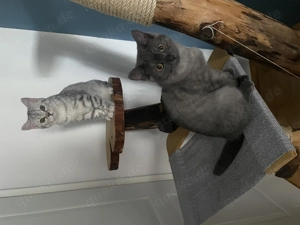 Zwei ganz süße Britisch Kurzhaar Kitten in liebevolle Händen abzugeben.