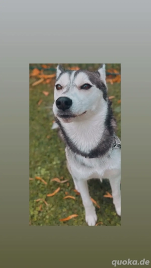 Siberian Husky Rüde sucht liebevolles Zuhause