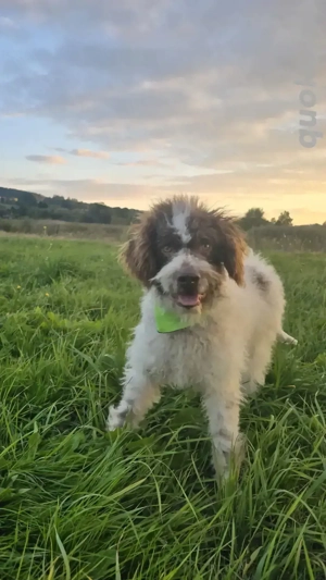 Lagotto Romagnolo mix    8 Monate jung, sucht neues Zuhause 