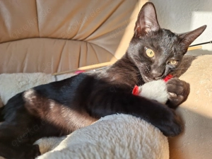 Noch 1 seltenes Bengal Mädchen in melanistic Abgabebereit! Bild 7