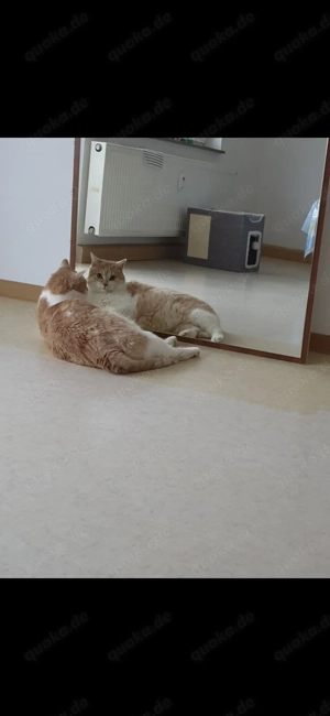 Stupsi 11 Jahre sucht ein neues liebevolle Zuhause 