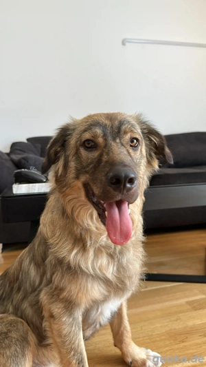 Zuhause gesucht für Luke 