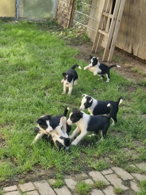 Border Collie Welpen Bild 2