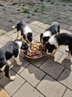 Border Collie Welpen Bild 4