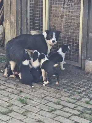 Border Collie Welpen Bild 5