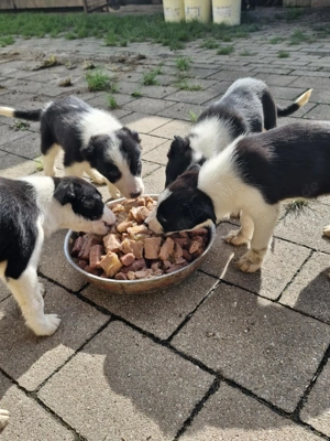 Border Collie Welpen Bild 3