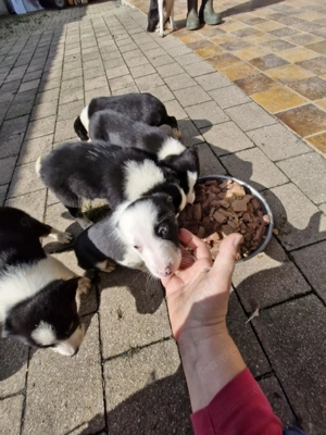 Border Collie Welpen Bild 6