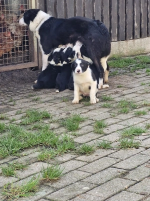 Border Collie Welpen Bild 8