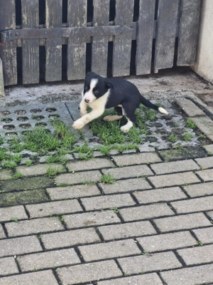 Border Collie Welpen Bild 7