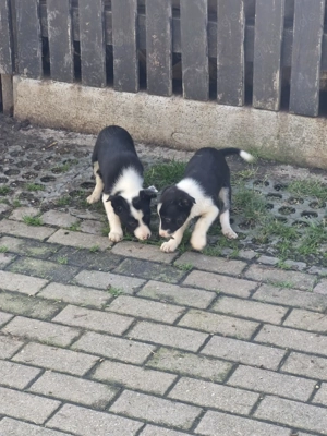 Border Collie Welpen Bild 10