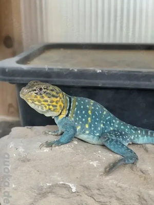 Crotaphytus collaris "Wichita Mountains" Halsbandleguan Paar