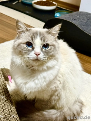 Nala sucht ihr für immer Zuhause 