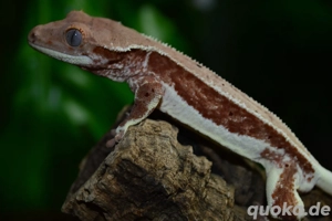 1.0 Kronengecko Lilly White