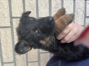 Chodsky Pes Böhmischer Schäferhund 