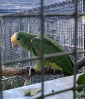 junge Amazone, Doppelgelbkopfamazone