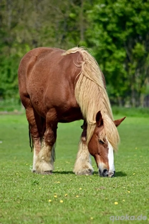 Suche Pferd zur Verfügung mit Kaufoption oder zum Kauf Bild 2