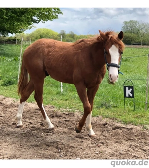 Suche Pferd zur Verfügung mit Kaufoption oder zum Kauf Bild 3