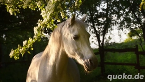 Suche Pferd zur Verfügung mit Kaufoption oder zum Kauf